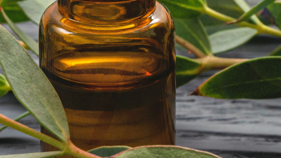 Eucalyptus Essential Oil: Elevating Diwali Celebrations with Freshness