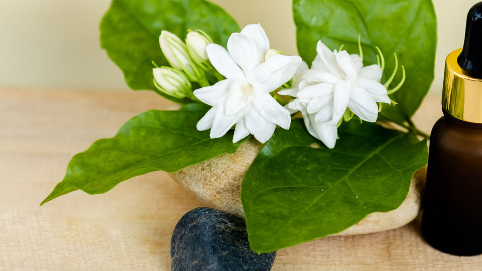 Jasmine Essential Oil: Embodying Diwali's Ethereal Fragrance