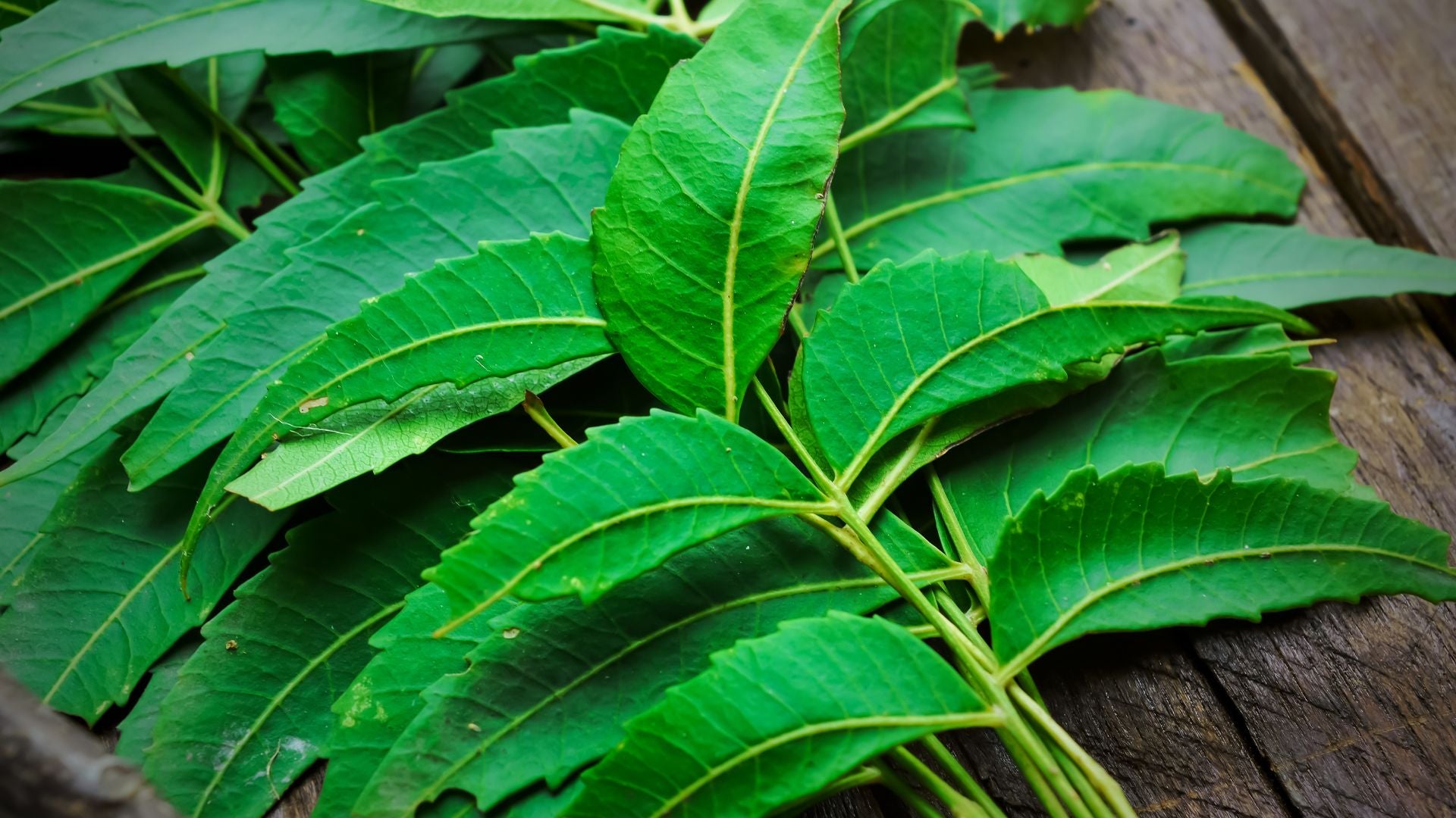 The Many Benefits of Neem Oil