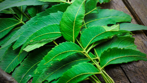 The Many Benefits of Neem Oil