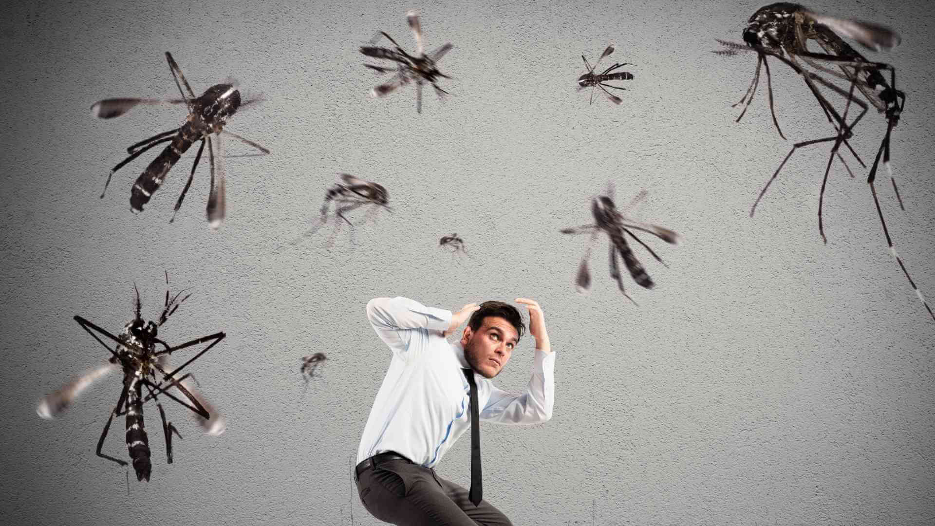 THE MAYHEM OF MOSQUITOES - How to Protect Yourself?