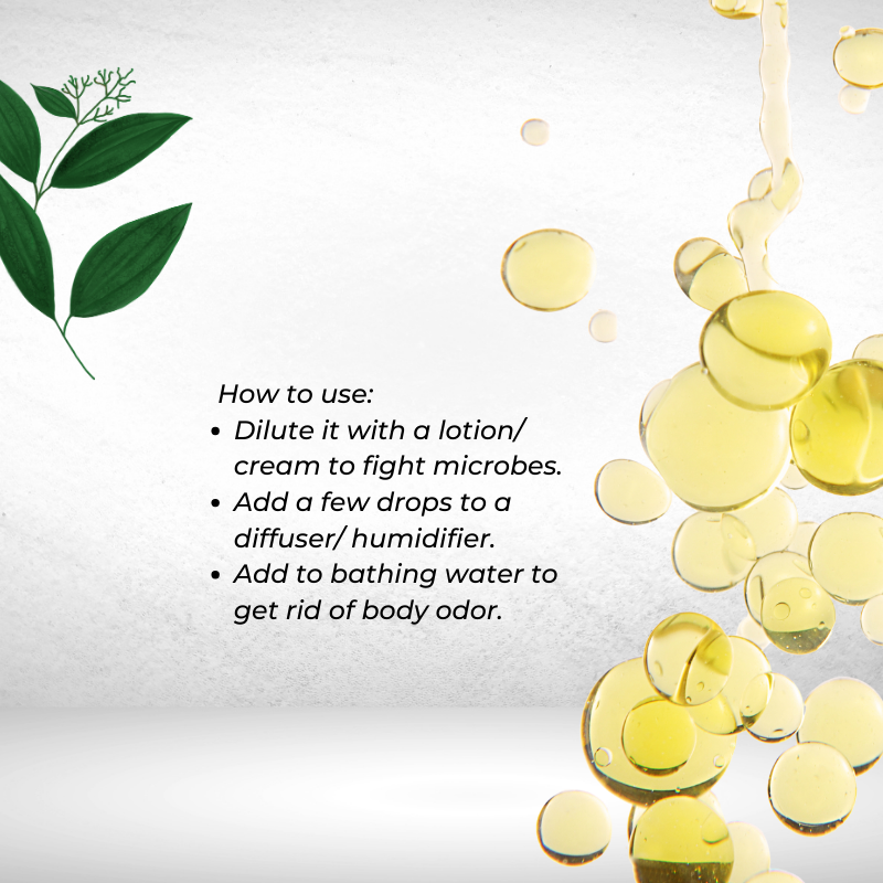 Cinnamon Leaf for Aromatherapy