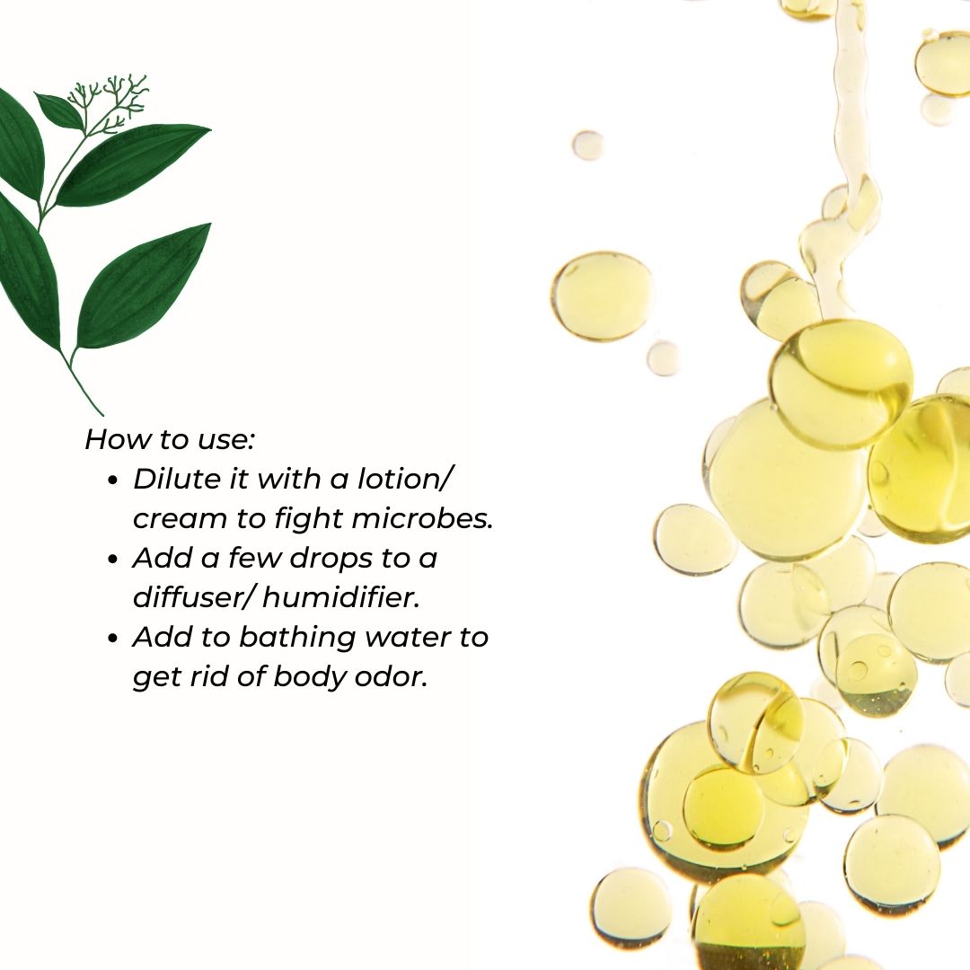 Cinnamon Leaf for Aromatherapy